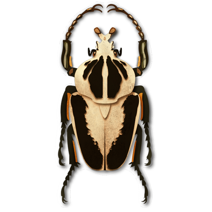 Illlustration d'un insecte