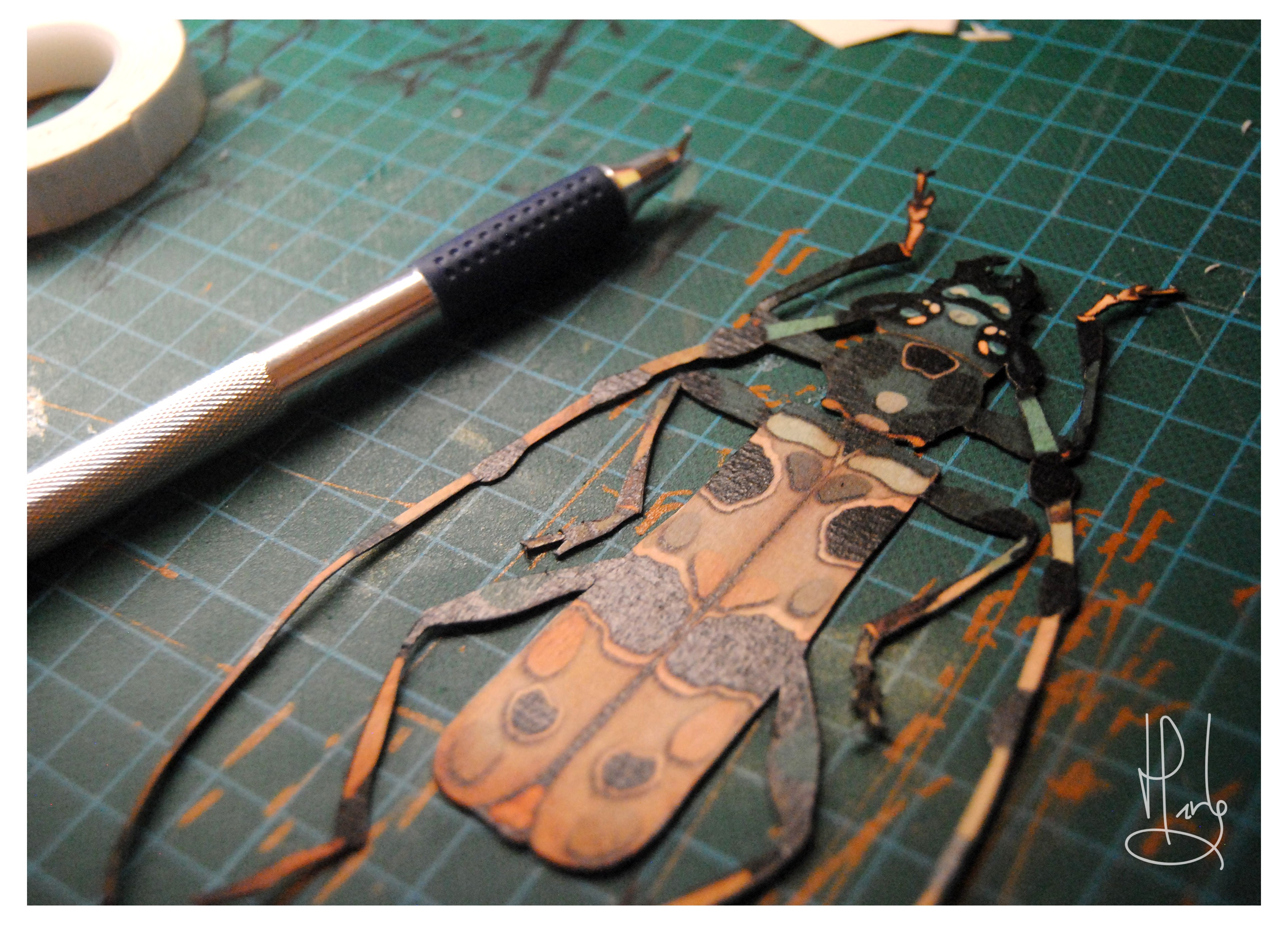 Découpe d'un insecte en cours