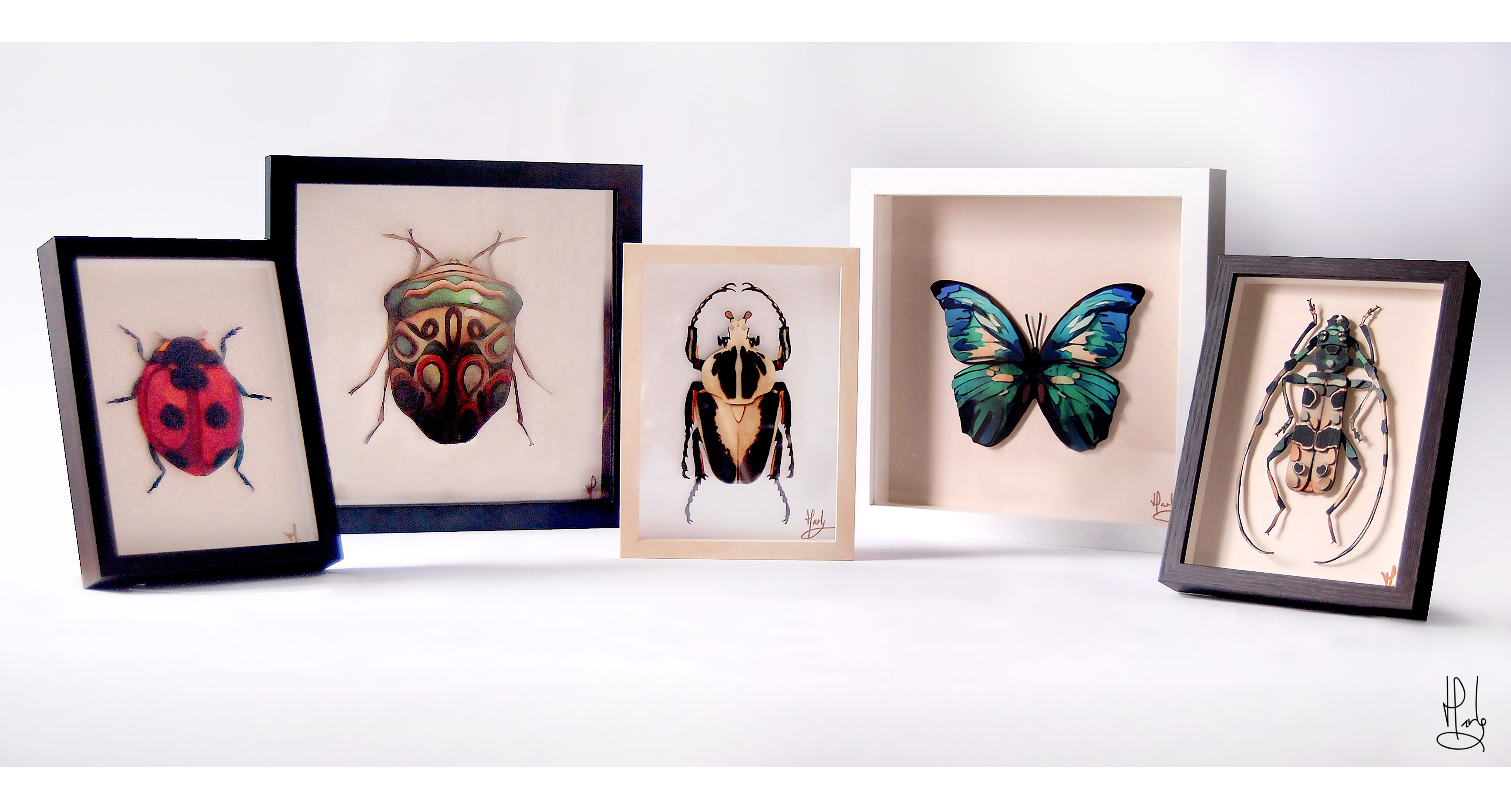 Profuction Insectes sous cadre
